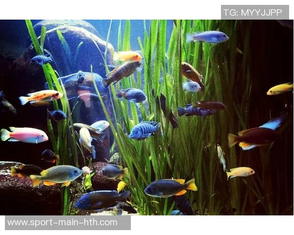 今日趣图：探讨鱼缸中的咸水鱼与淡水鱼共存的可能性与挑战